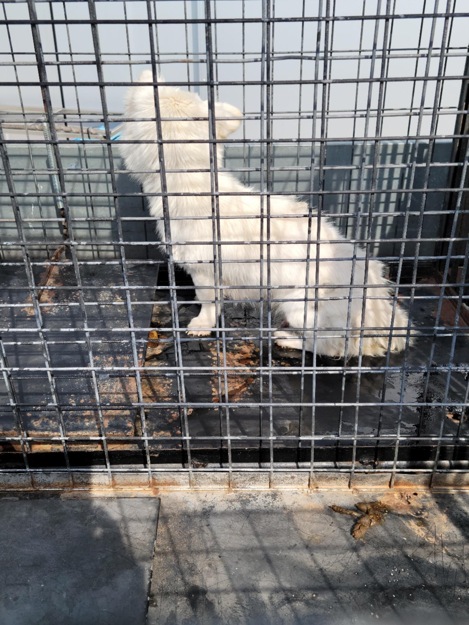 유기동물임시보호센터_446499202400245